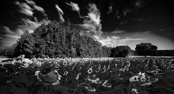 Sun Flower Fields