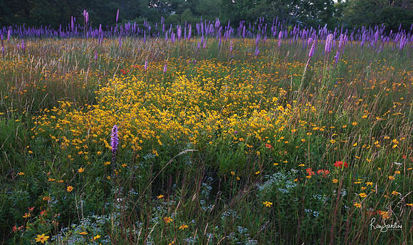 Field of Color