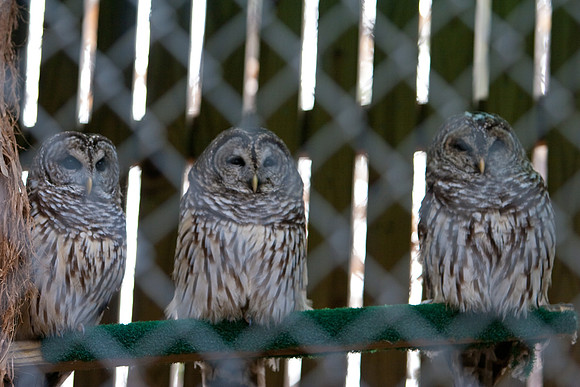 RAPTOR CENTER-4