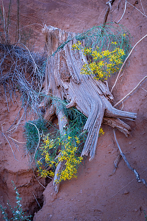 MONUMENT VALLEY NTP-6