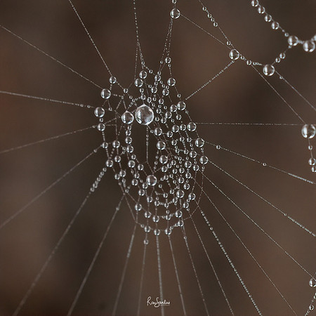 WEBS-7