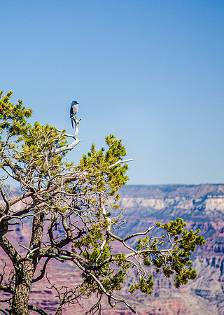 GRAND CANYON-9