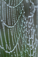 WEBS-5