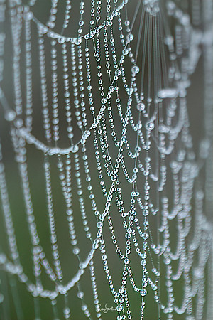 WEBS-5