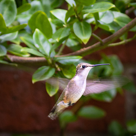 HUMMINGBIRD-3