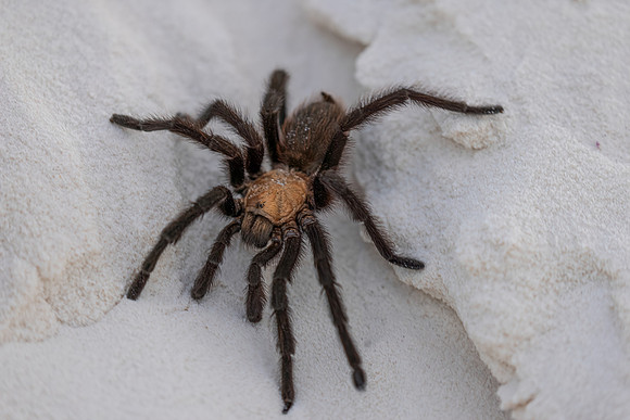 Tarantula