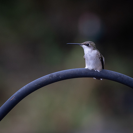 HUMMINGBIRD-1