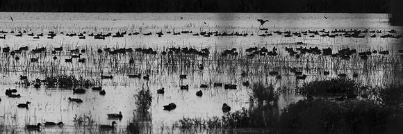 WILDLIFE-1