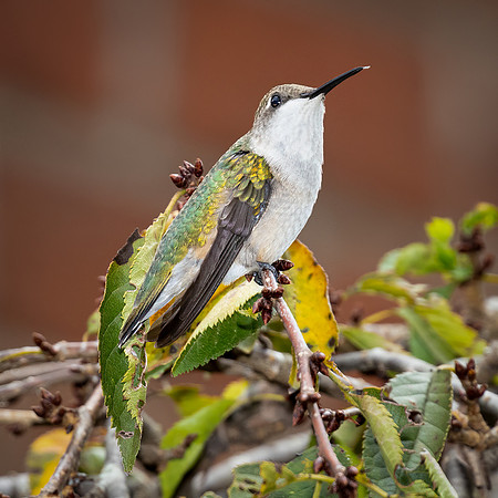 HUMMINGBIRD-5