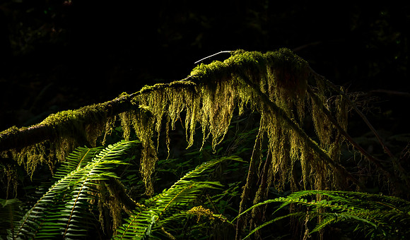HOW RAINFOREST-2