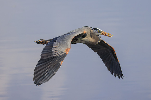 Tri Colored Egret in Flight