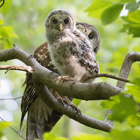 The Owls have it!
