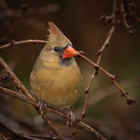 Female Cardinal