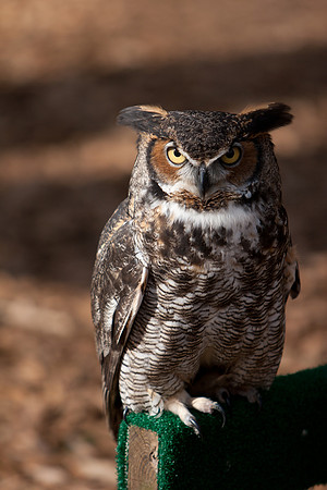 RAPTOR CENTER-1