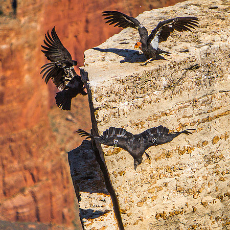 GRAND CANYON -22
