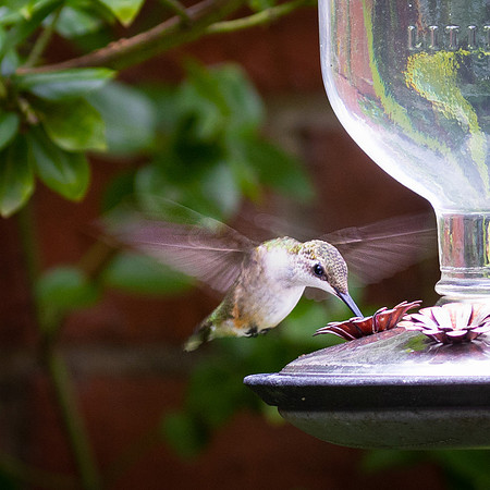 HUMMINGBIRD-2