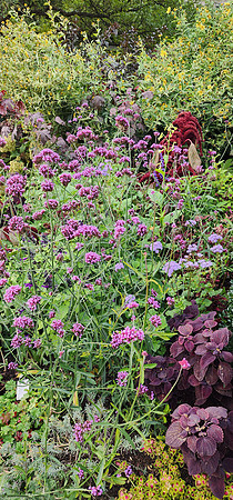 CORNELL BOTANICAL GARDEN-8